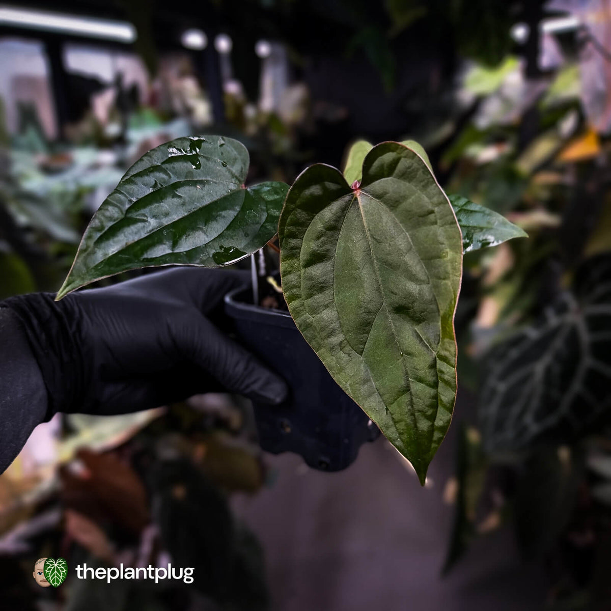 Anthurium 'Michelin Man' x (papillilaminum x luxurians) • select