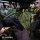Anthurium 'Michelin Man' x (papillilaminum x luxurians) • select