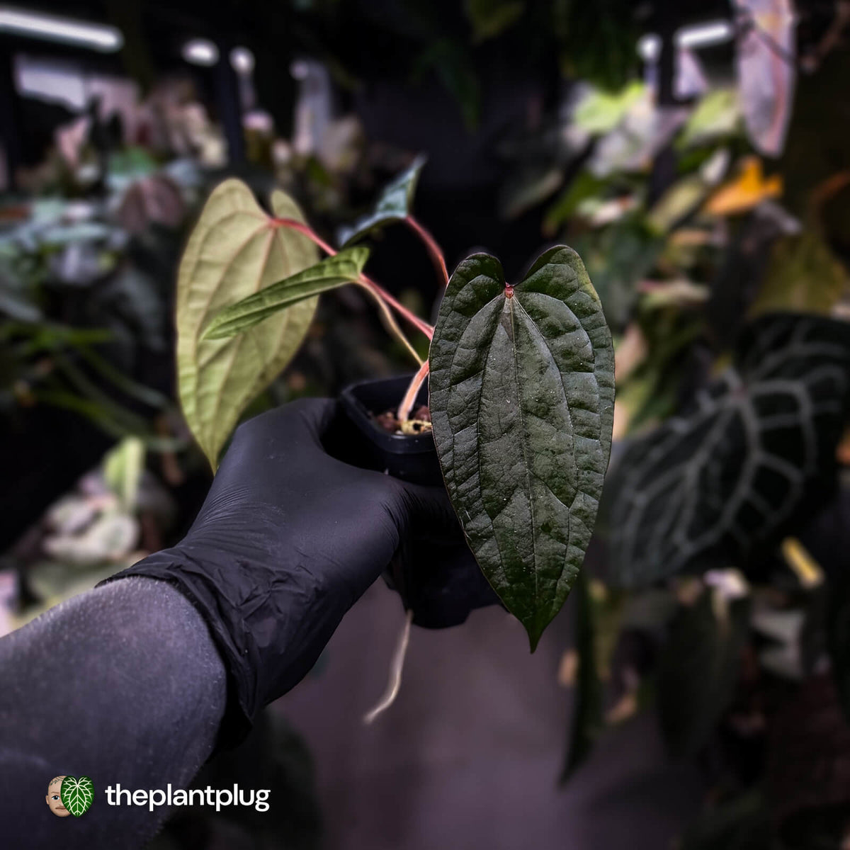 Anthurium 'Michelin Man' x (papillilaminum x luxurians) • select