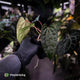 Anthurium 'Michelin Man' x (papillilaminum x luxurians) • select