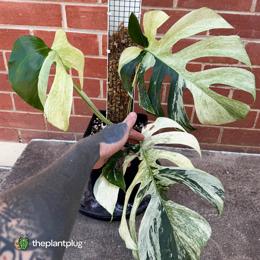 Monstera deliciosa variegated 'Mint NOID' / 'Jungle Mint'