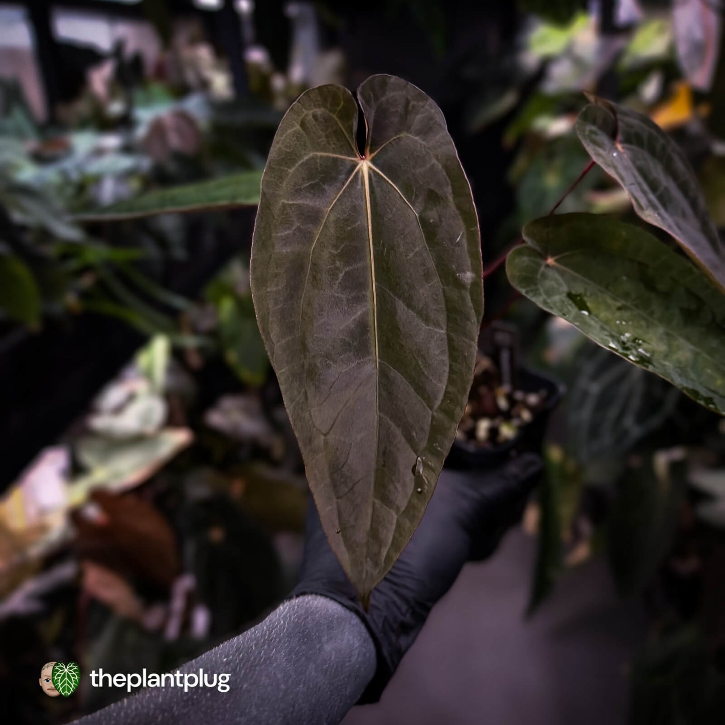 Anthurium 'Michelin Man' x (papillilaminum x luxurians) • select