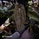 Anthurium 'Michelin Man' x (papillilaminum x luxurians) • select