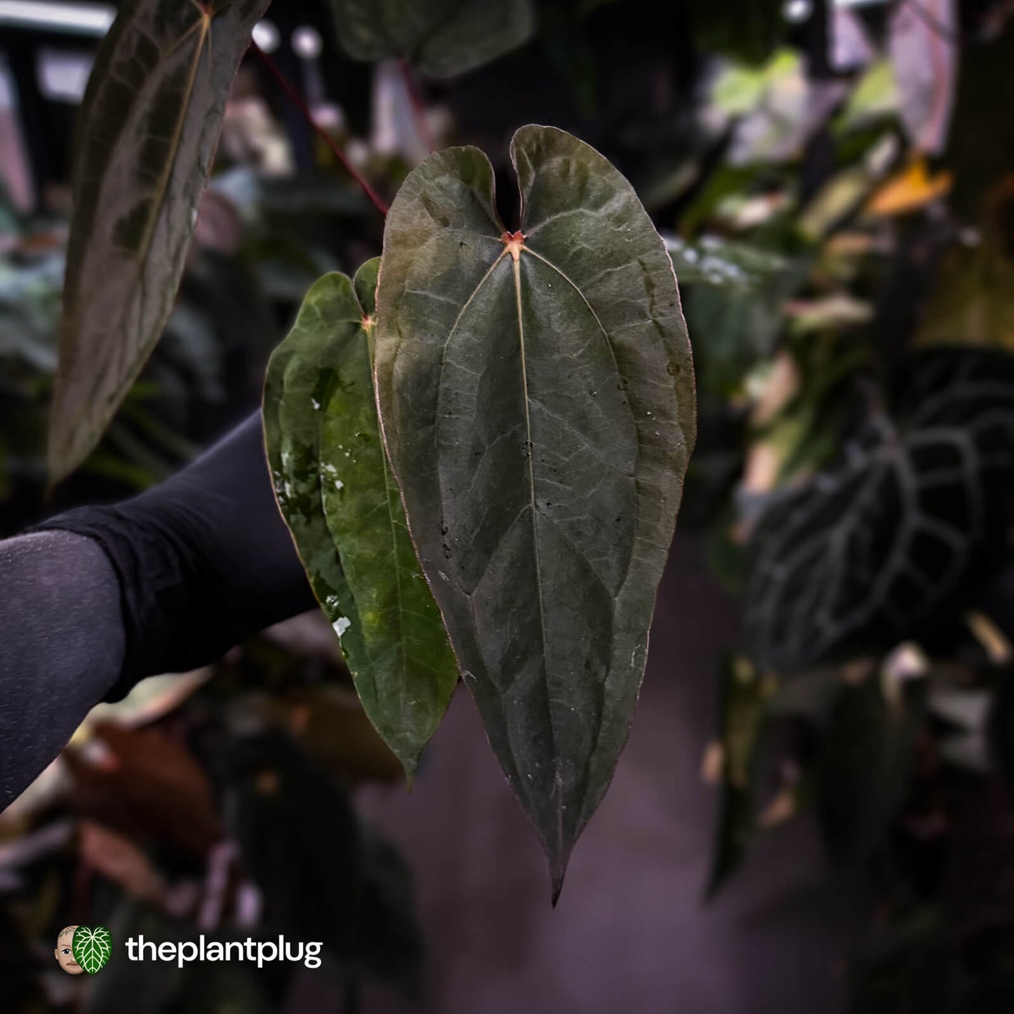Anthurium 'Michelin Man' x (papillilaminum x luxurians) • select