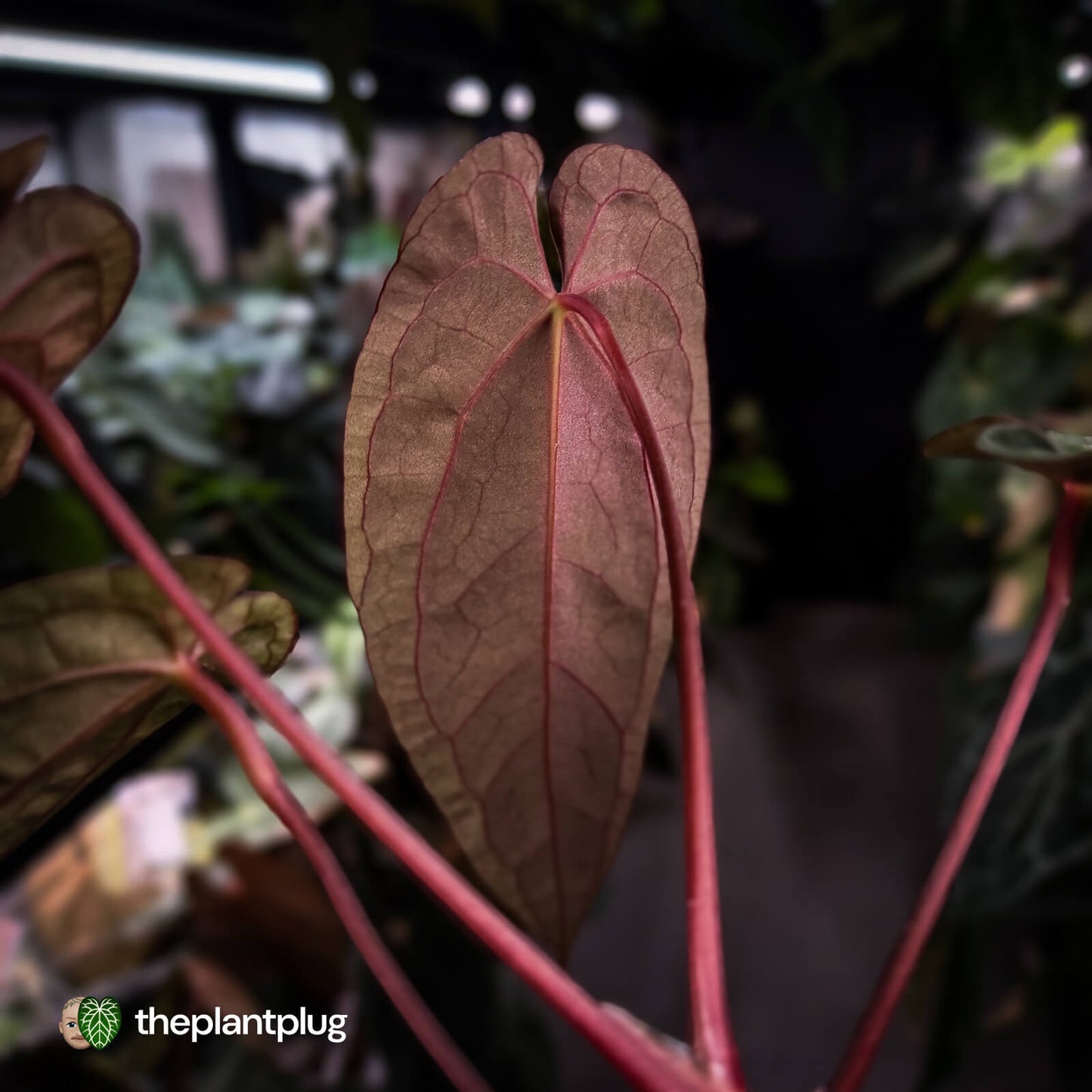 Anthurium 'Michelin Man' x (papillilaminum x luxurians) • select