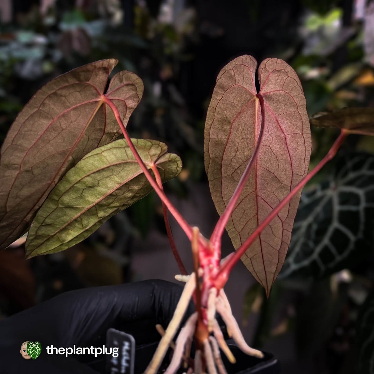 Anthurium 'Michelin Man' x (papillilaminum x luxurians) • select