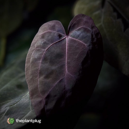 Anthurium ('Zara' / 'Michelle' x pap) x 'Jayda' • select purple emergent 💜