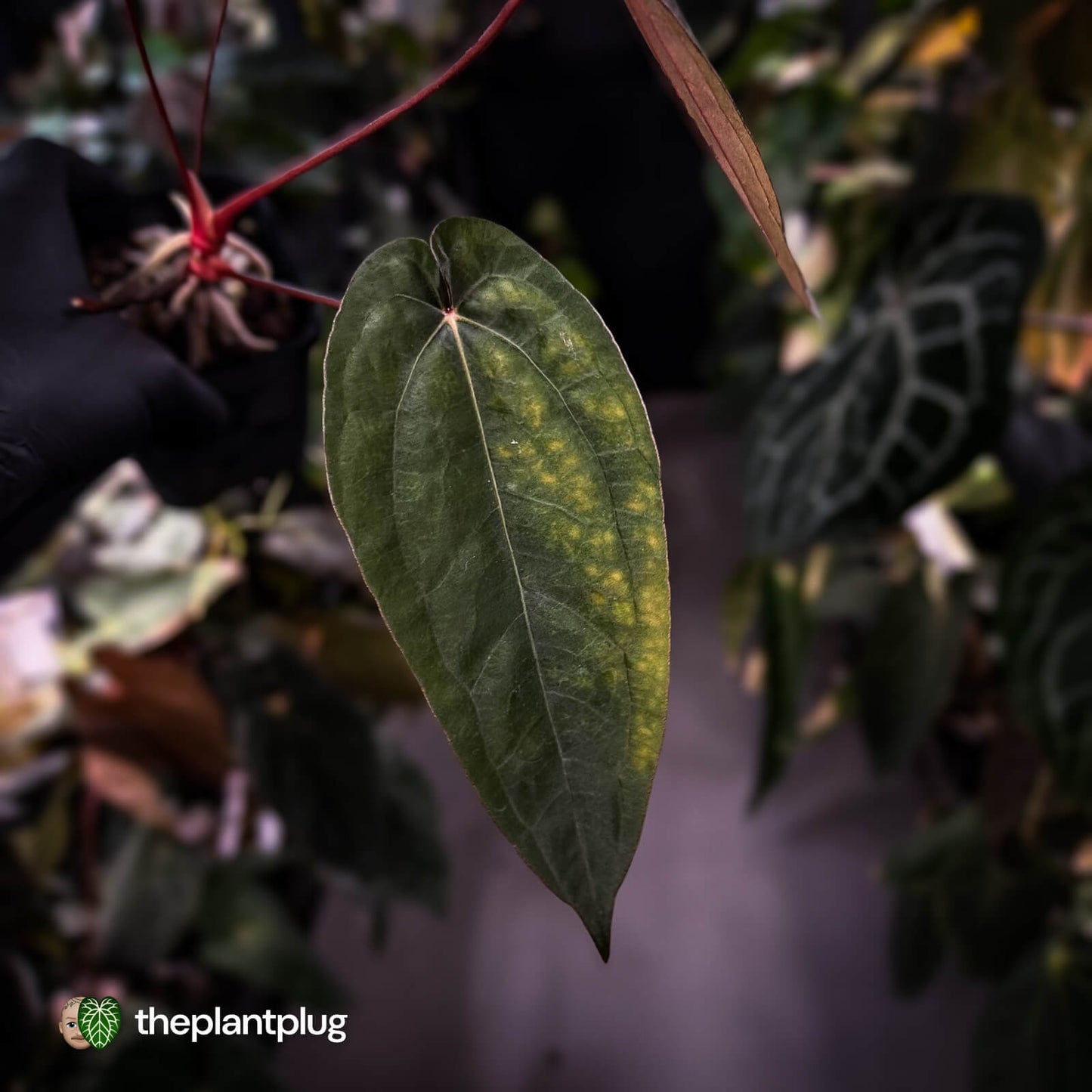 Anthurium 'Michelin Man' x (papillilaminum x luxurians) • select