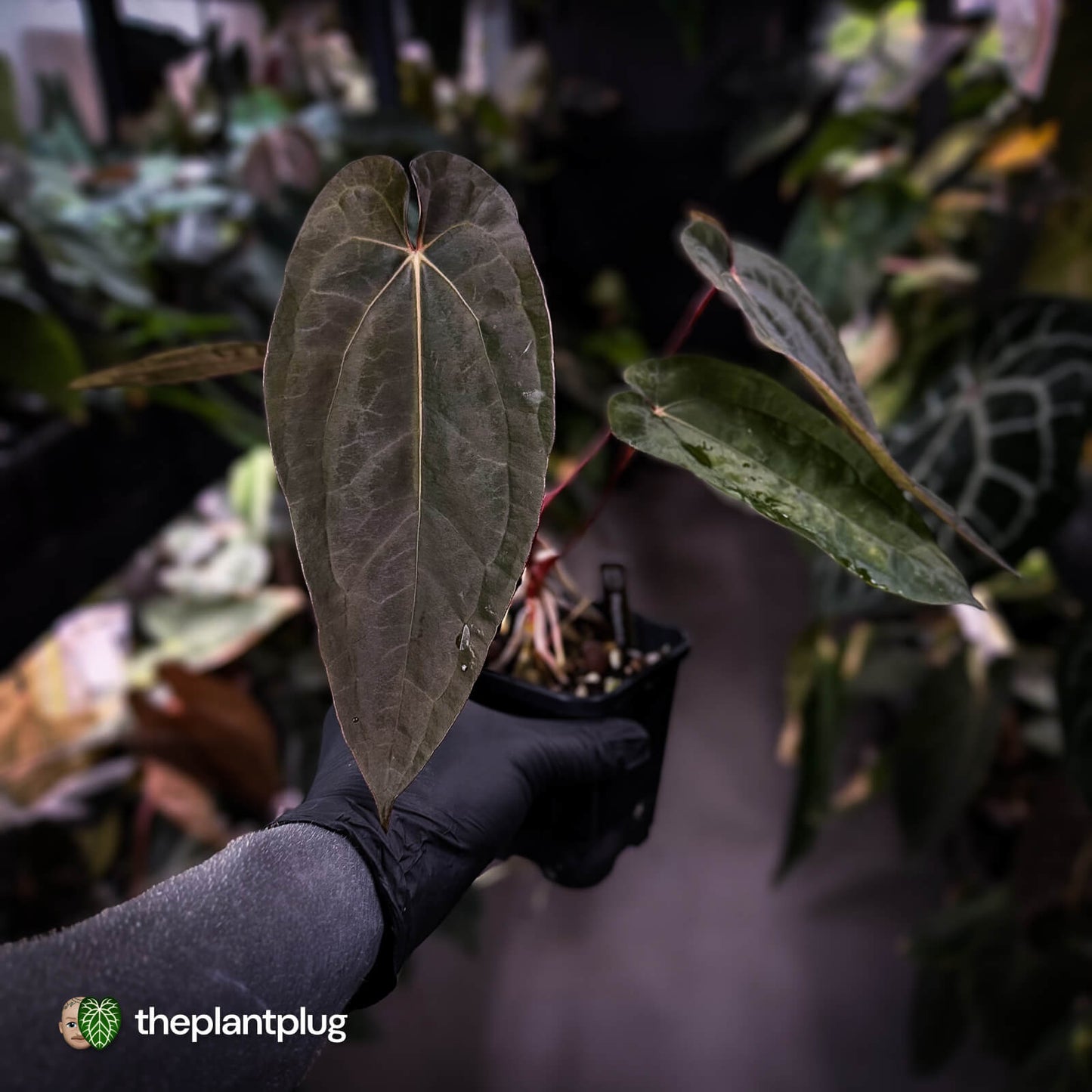 Anthurium 'Michelin Man' x (papillilaminum x luxurians) • select