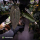 Anthurium 'Michelin Man' x (papillilaminum x luxurians) • select