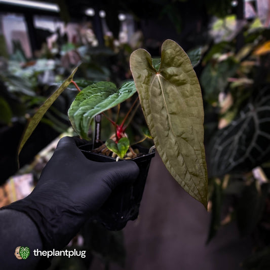 Anthurium 'Michelin Man' x (papillilaminum x luxurians)
