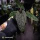 Anthurium 'Michelin Man' x (papillilaminum x luxurians)