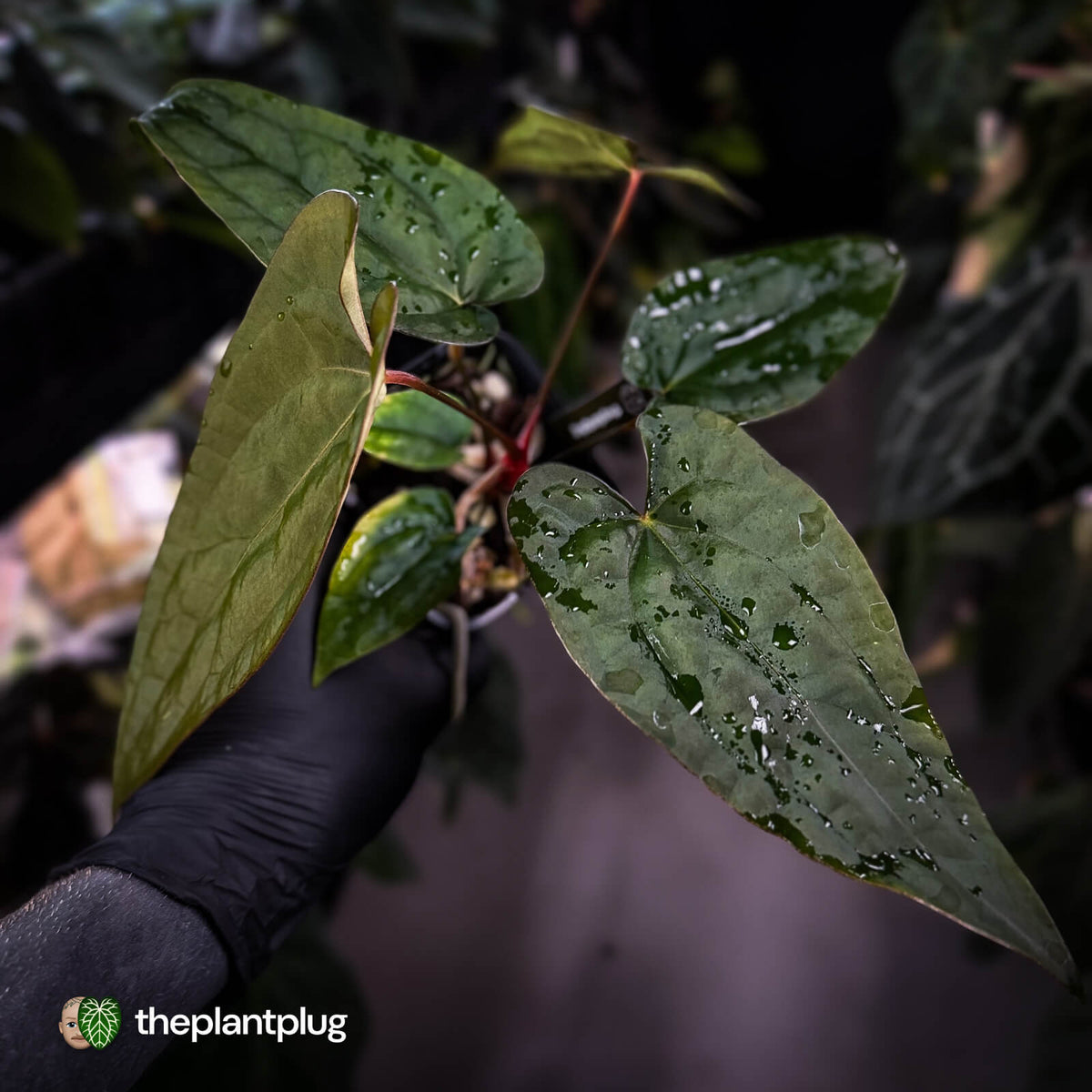 Anthurium 'Michelin Man' x (papillilaminum x luxurians)