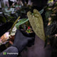 Anthurium 'Michelin Man' x (papillilaminum x luxurians)