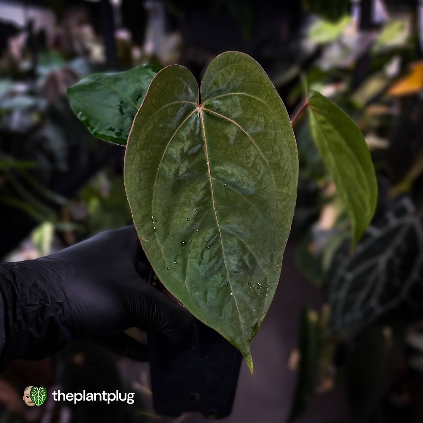 Anthurium 'Scarlet Moon' x (antolakii 'Felix' x kunayalense)