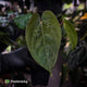 Anthurium 'Scarlet Moon' x (antolakii 'Felix' x kunayalense)