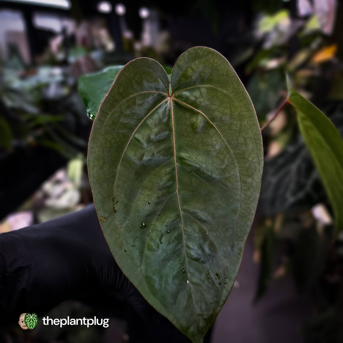 Anthurium 'Scarlet Moon' x (antolakii 'Felix' x kunayalense)
