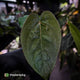 Anthurium 'Scarlet Moon' x (antolakii 'Felix' x kunayalense)