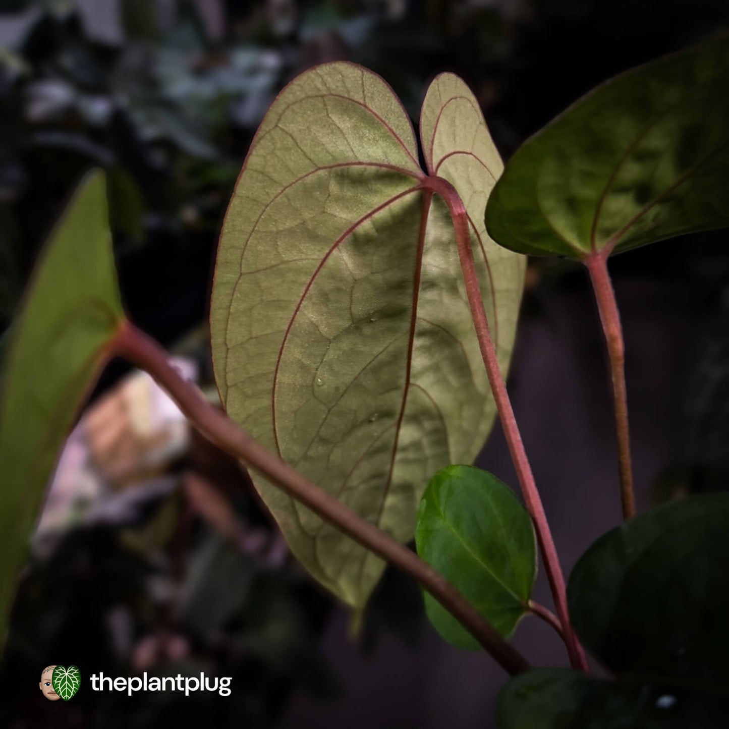 Anthurium 'Scarlet Moon' x (antolakii 'Felix' x kunayalense)