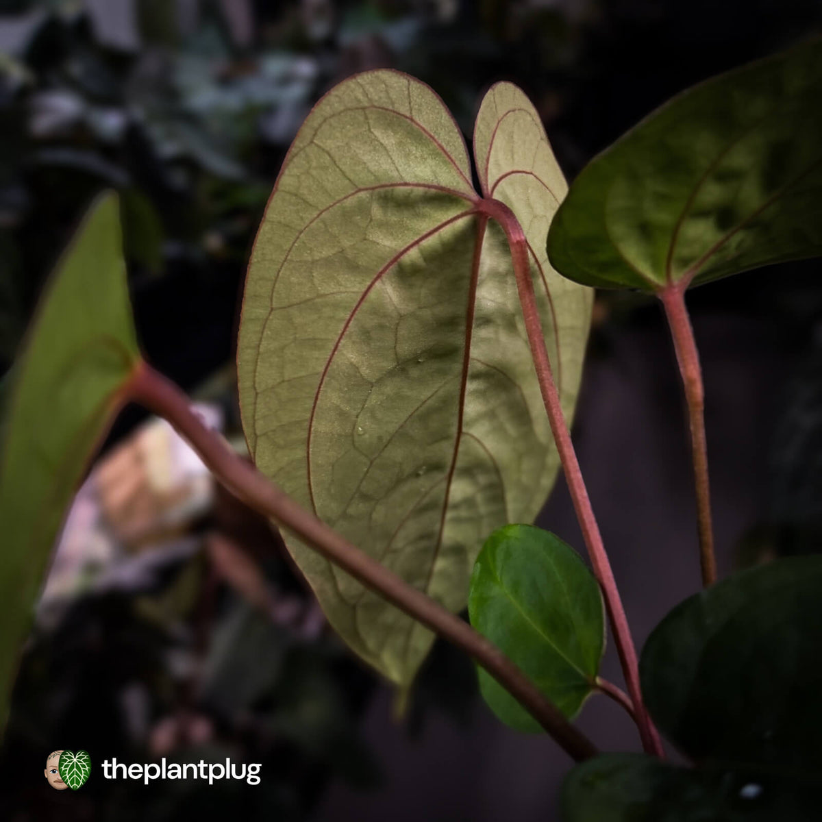 Anthurium 'Scarlet Moon' x (antolakii 'Felix' x kunayalense)