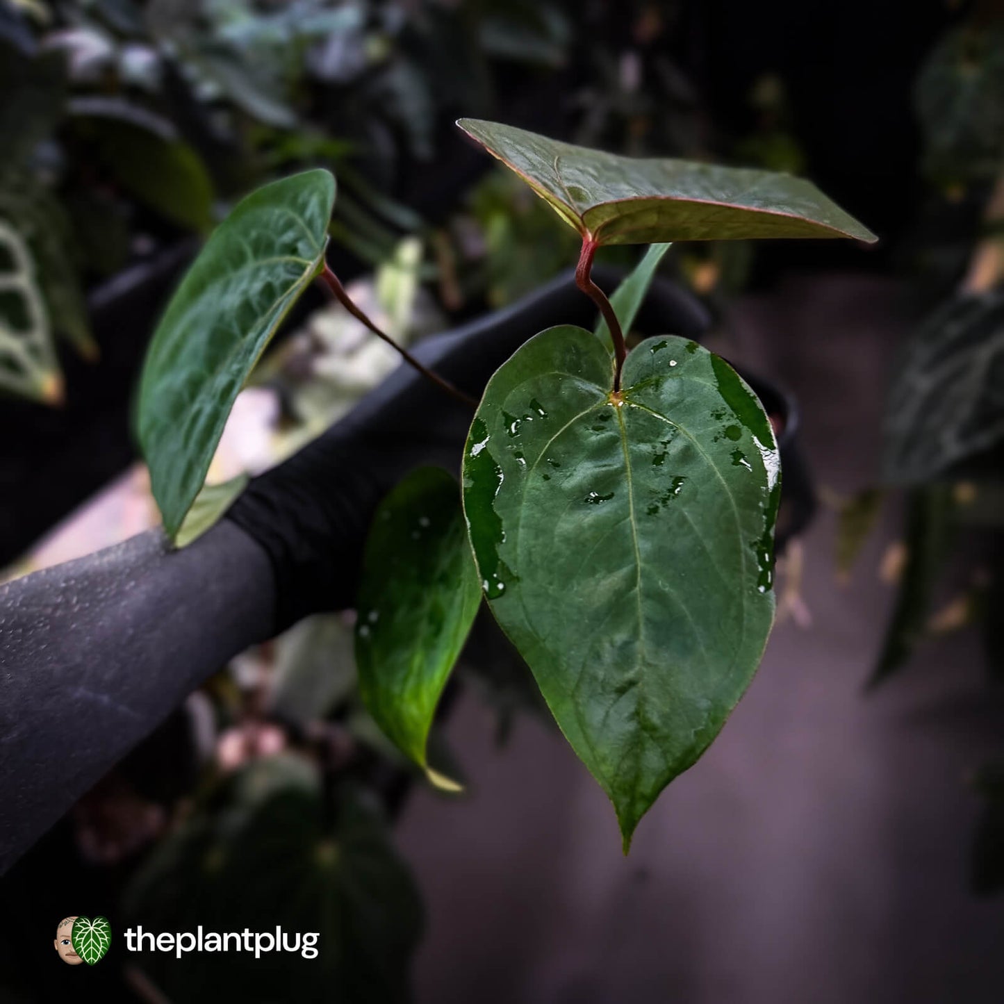 Anthurium 'Scarlet Moon' x (antolakii 'Felix' x kunayalense)