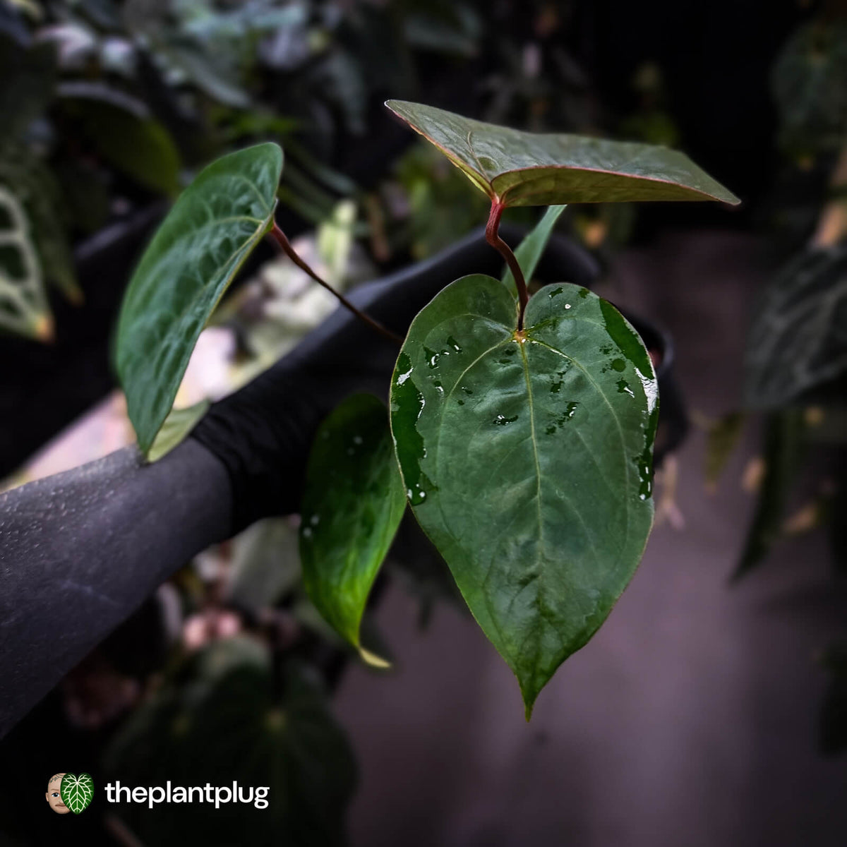 Anthurium 'Scarlet Moon' x (antolakii 'Felix' x kunayalense)