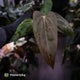 Anthurium antolakii x 'Indo Port'