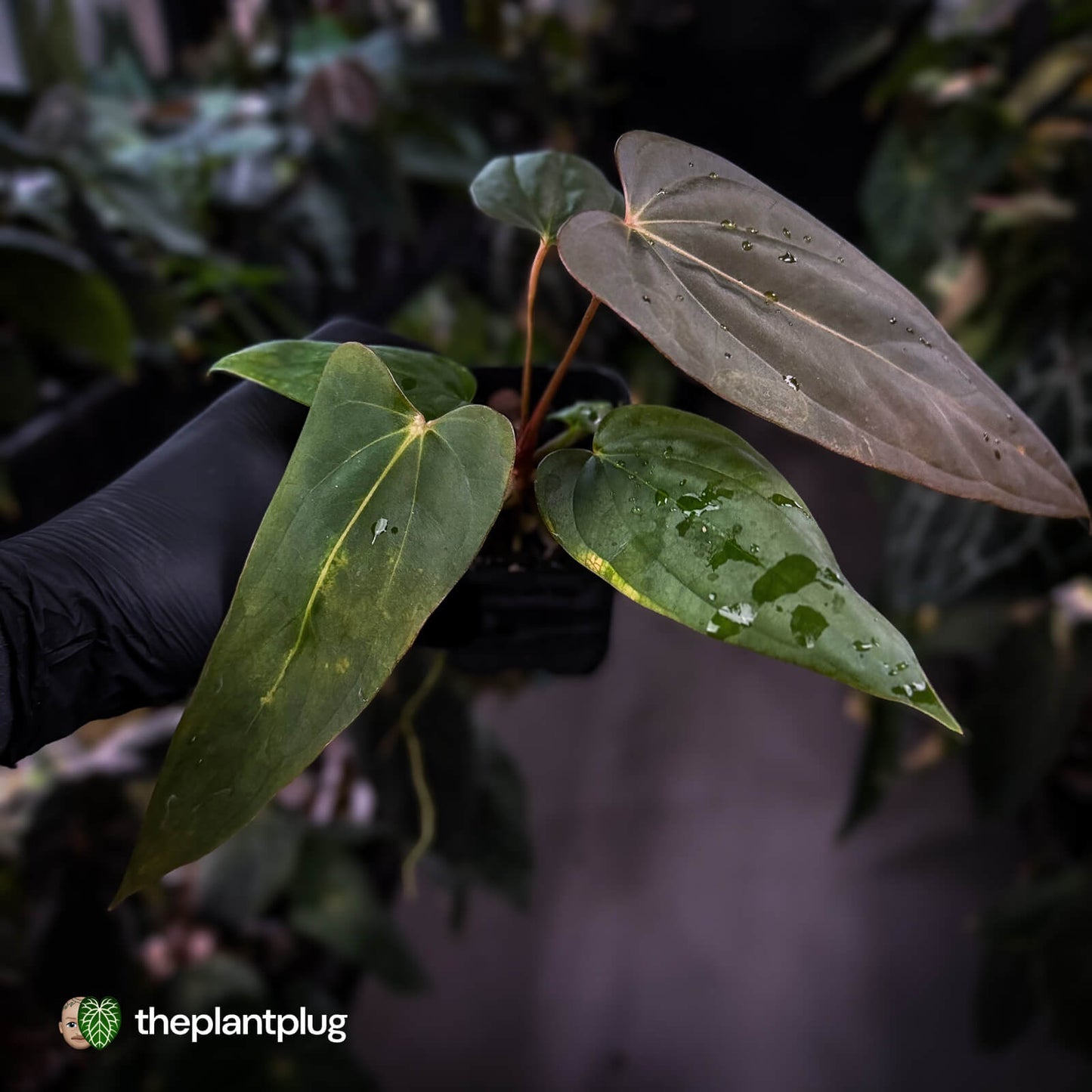 Anthurium antolakii x 'Indo Port'