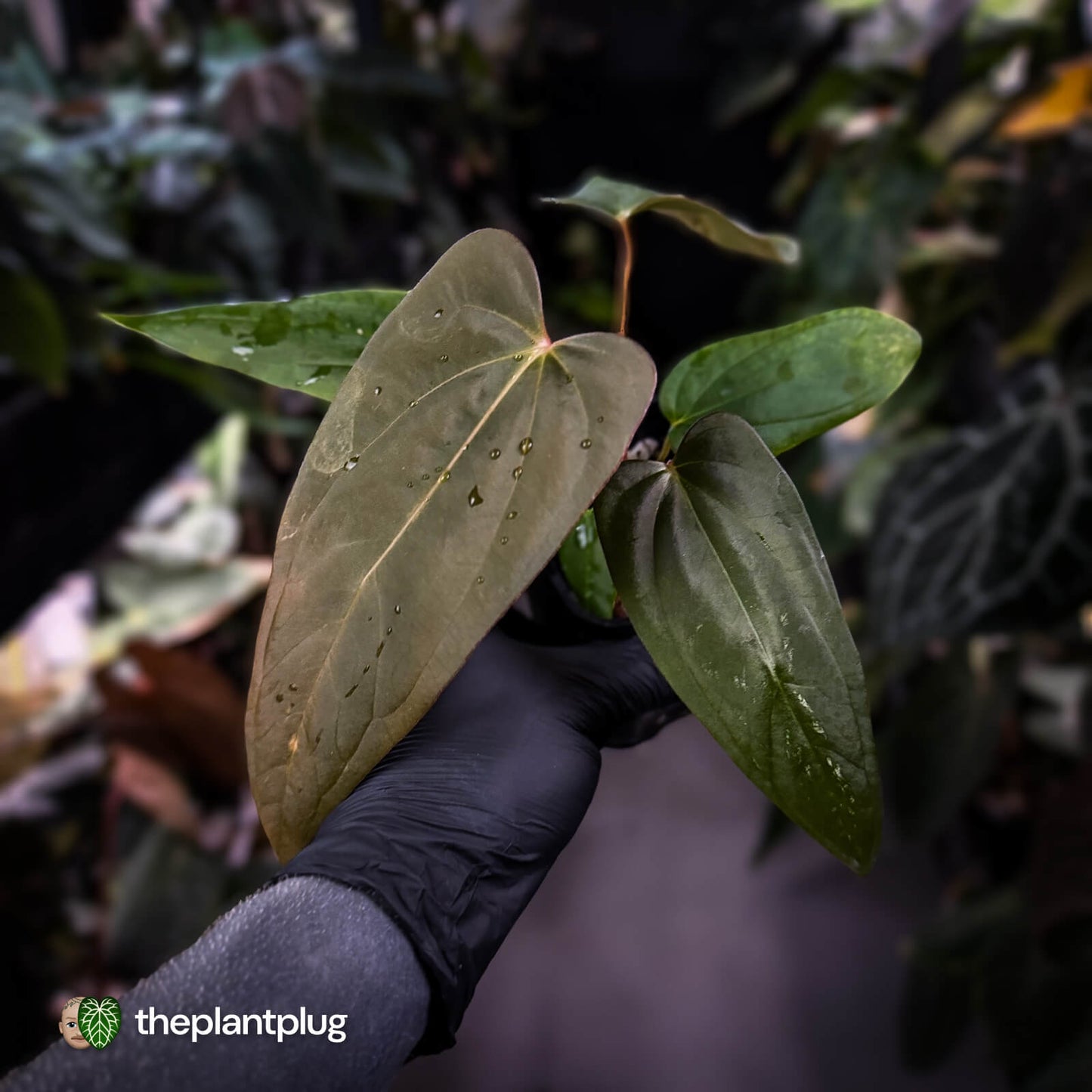 Anthurium antolakii x 'Indo Port'