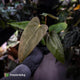 Anthurium antolakii x 'Indo Port'