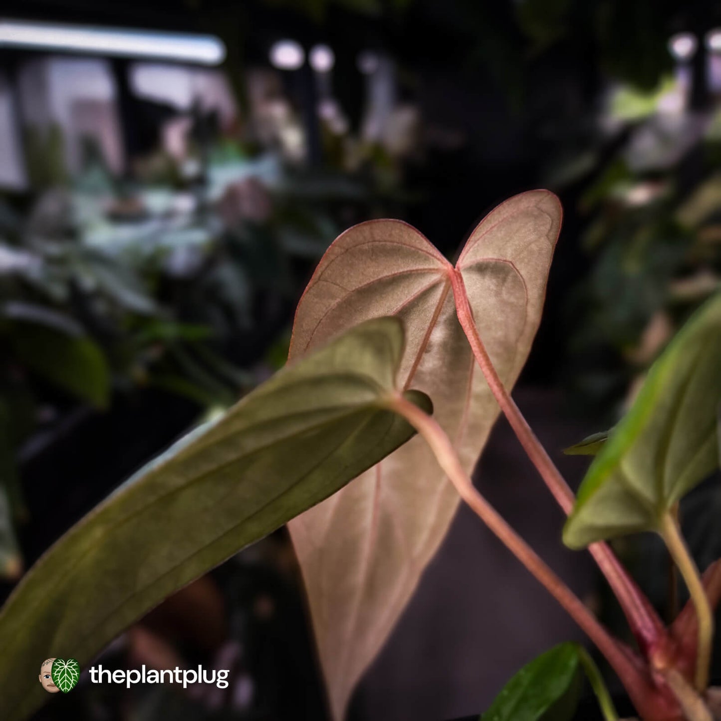 Anthurium antolakii x 'Indo Port'