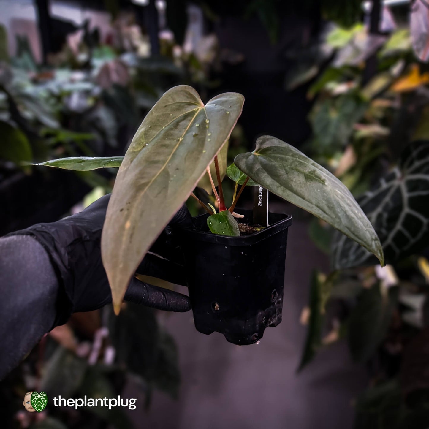 Anthurium antolakii x 'Indo Port'