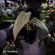 Anthurium antolakii x 'Indo Port'