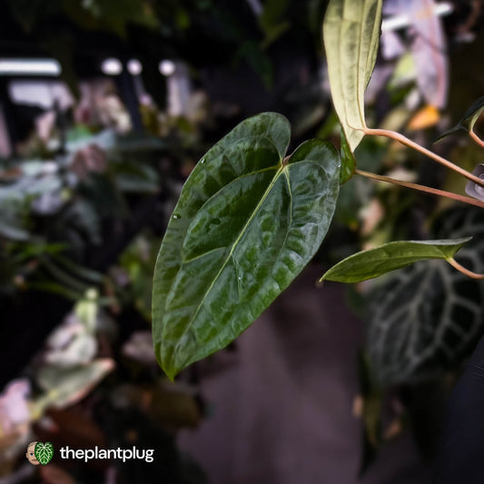 Anthurium carlablackiae ('OG5' x 'RA4') x 'RVDP'