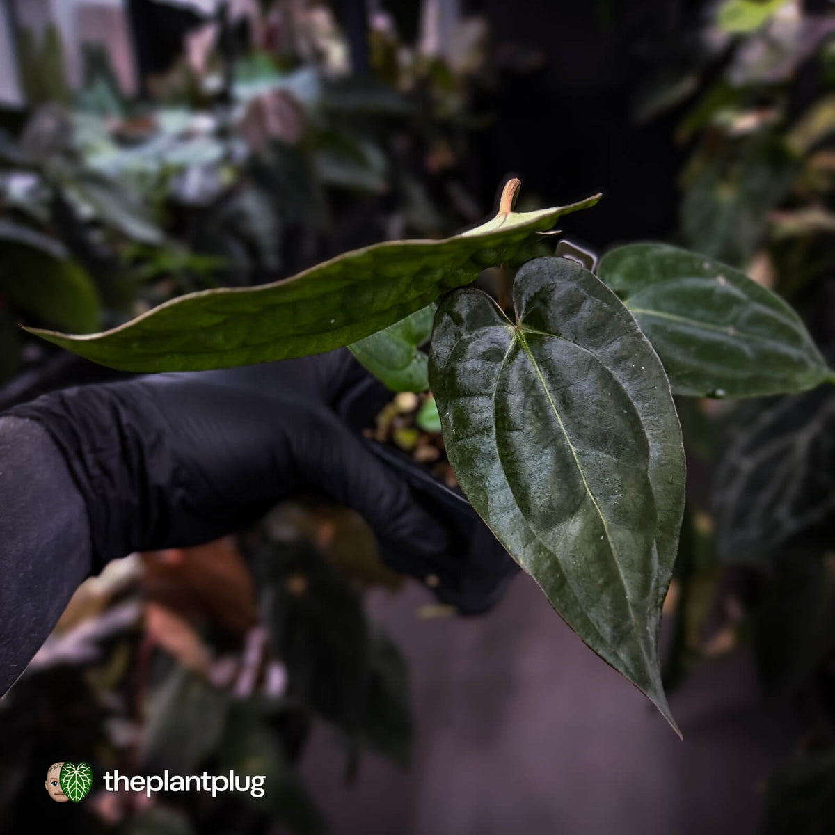Anthurium carlablackiae ('OG5' x 'RA4') x 'RVDP'