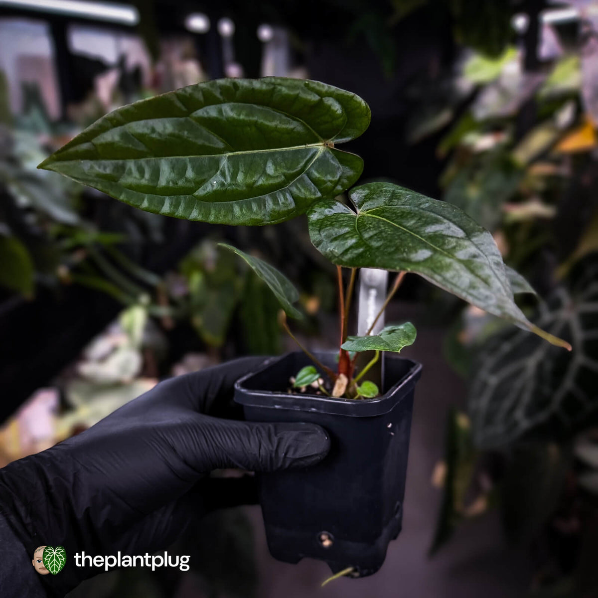 Anthurium carlablackiae ('OG5' x 'RA4') x 'RVDP'