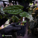 Anthurium carlablackiae ('OG5' x 'RA4') x 'RVDP'
