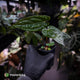 Anthurium carlablackiae ('OG5' x 'RA4') x 'RVDP'