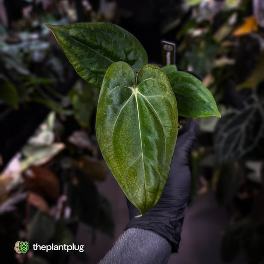 Anthurium carlablackiae ('OG5' x 'RA4') x 'RVDP'