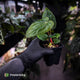 Anthurium carlablackiae ('OG5' x 'RA4') x 'RVDP'