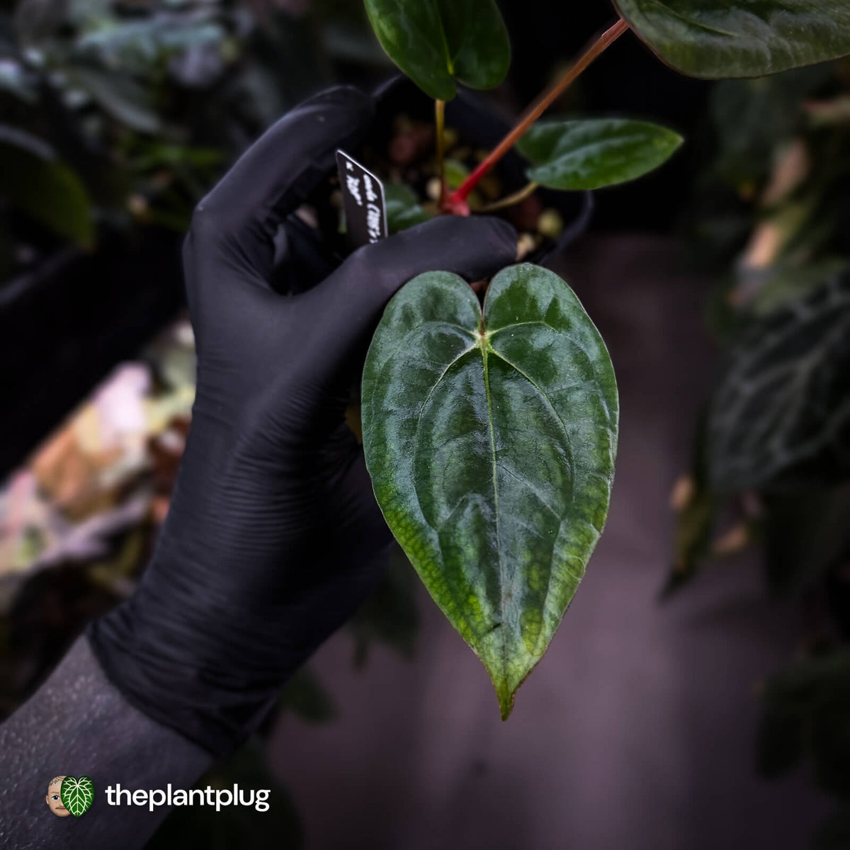 Anthurium carlablackiae ('OG5' x 'RA4') x 'RVDP'