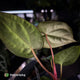 Anthurium carlablackiae ('OG5' x 'RA4') x 'RVDP'