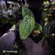 Anthurium carlablackiae ('OG5' x 'RA4') x 'RVDP'