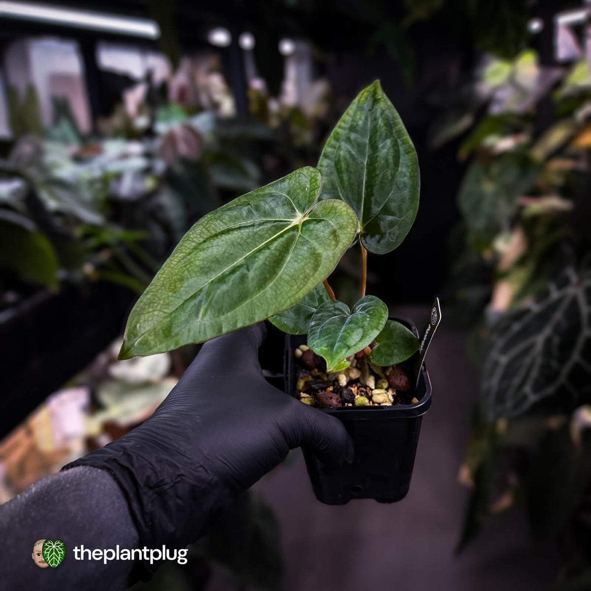 Anthurium carlablackiae ('OG5' x 'RA4') x 'RVDP'