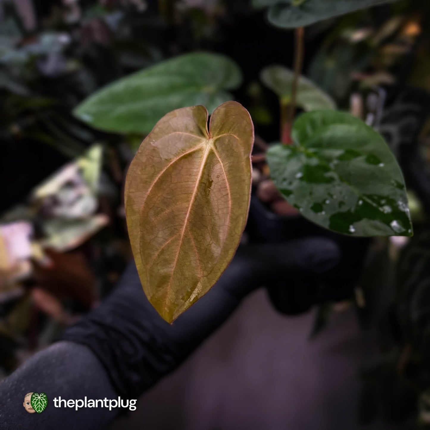 Anthurium carlablackiae x (dressleri 'Oliver' x antolakii 'Felix')