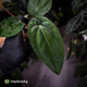Anthurium carlablackiae x (dressleri 'Oliver' x antolakii 'Felix')