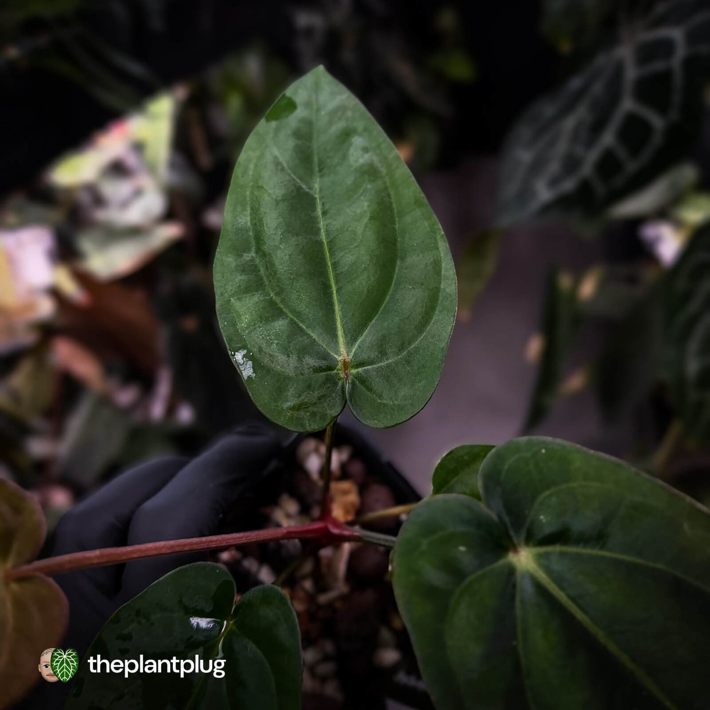 Anthurium carlablackiae x (dressleri 'Oliver' x antolakii 'Felix')