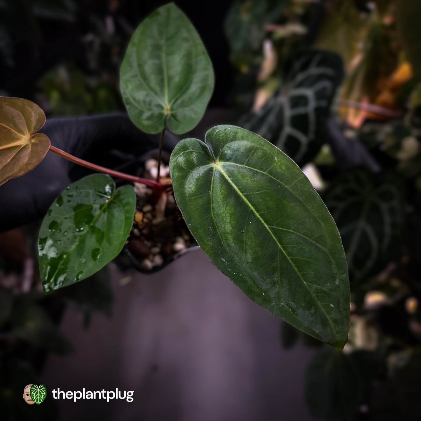 Anthurium carlablackiae x (dressleri 'Oliver' x antolakii 'Felix')