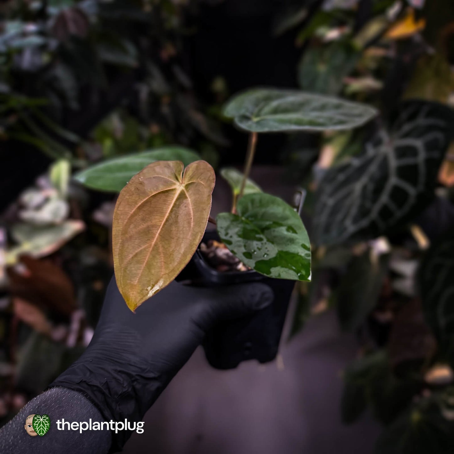Anthurium carlablackiae x (dressleri 'Oliver' x antolakii 'Felix')