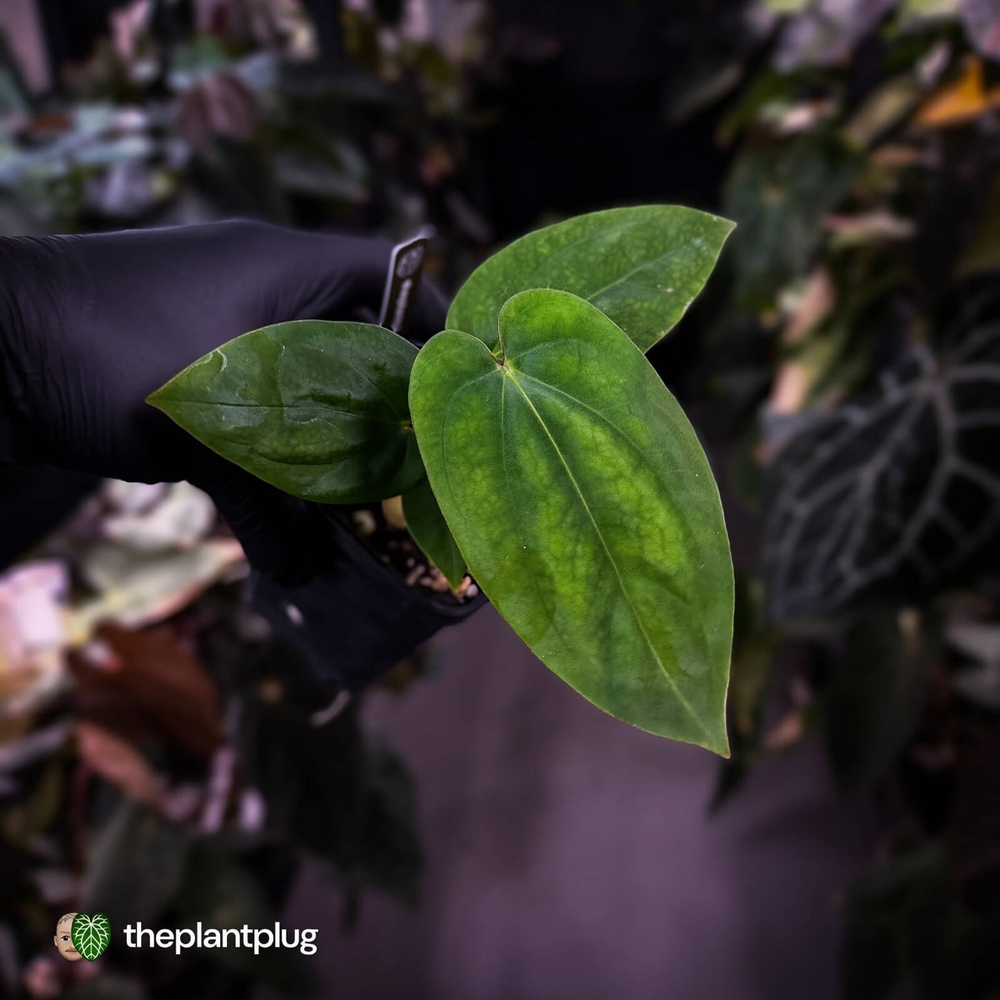 Anthurium antolakii ('Round' x 'Felix') x dressleri aff. 'Eastern Dress'